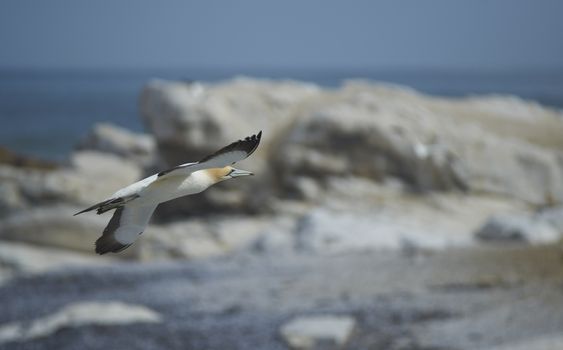 Cape Gannet (Morus capensis) flying above a rocky coast near Lamberts Bay in the Western Cape of South Africa