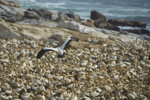 Bird landing at the crowded colony of Cape Gannets (Morus capensis) at Lamberts Bay in the Western Cape of South Africa