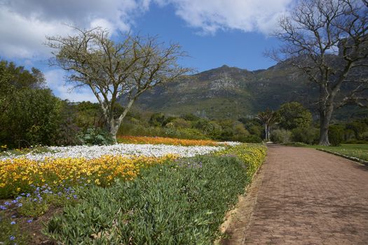 Kirstenbosch National Botanical Gardens in Cape Town, South Africa