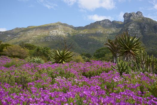 Kirstenbosch National Botanical Gardens in Cape Town, South Africa