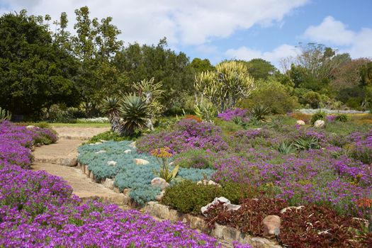 Kirstenbosch National Botanical Gardens in Cape Town, South Africa