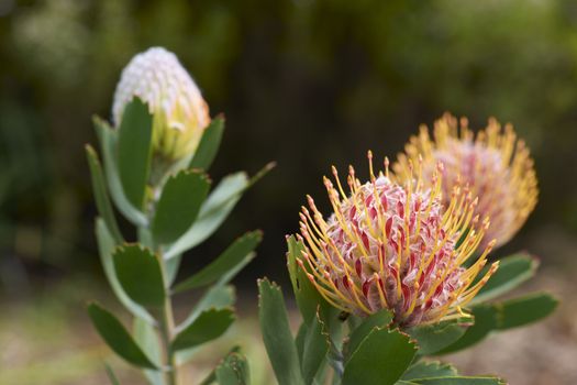 Protea flowers in Kirstenbosch National Botanical Gardens in Cape Town, South Africa
