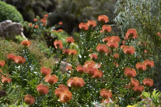 Protea flowers in Kirstenbosch National Botanical Gardens in Cape Town, South Africa