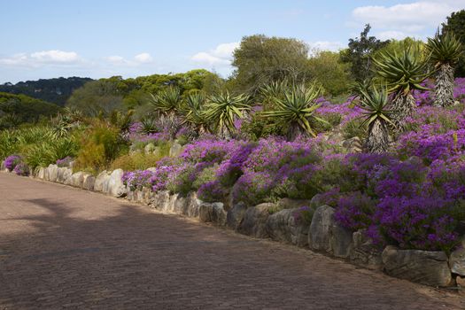 Kirstenbosch National Botanical Gardens in Cape Town, South Africa