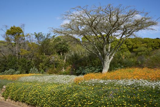 Kirstenbosch National Botanical Gardens in Cape Town, South Africa