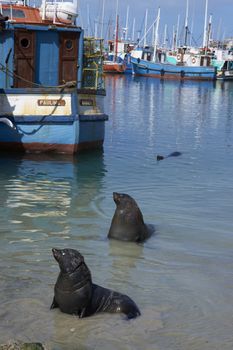 Cape Fur Seals (Arctocephalus pusillus) in shallow water amongst the fishing boats in Houts Bay, South Africa