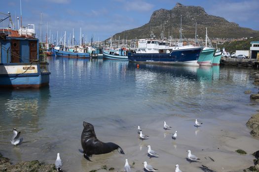 Cape Fur Seal (Arctocephalus pusillus) in shallow water amongst the fishing boats in Houts Bay, South Africa