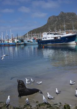 Cape Fur Seal (Arctocephalus pusillus) in shallow water amongst the fishing boats in Houts Bay, South Africa