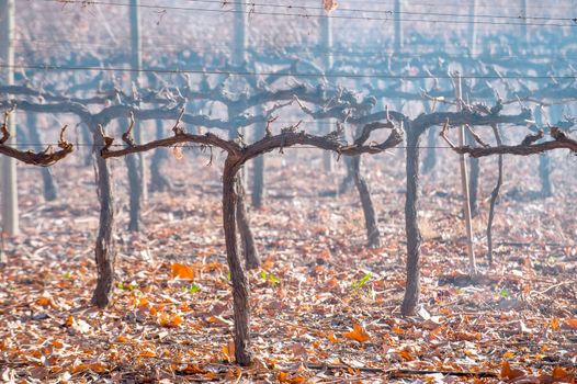 Malbec grapes harvested in late autumn, Mendoza, Argentina