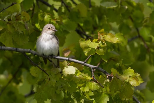 Gray flycatcher sits on a branch