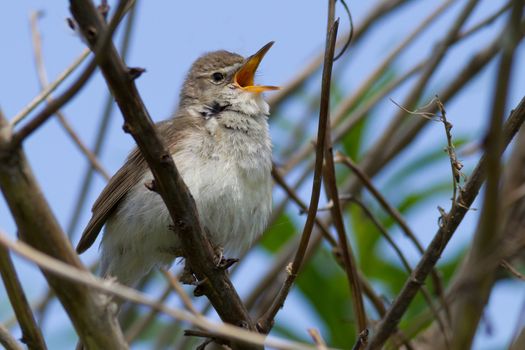 The nightingale (Luscinia megarhynchos) sings in a bush
