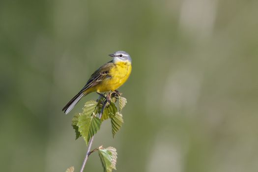 Yellow (Wagtail Motacilla flava) sitting on a branch