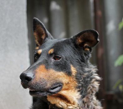 Portrait of mature dog sitting on the backyard