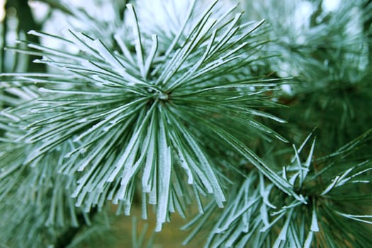 Snow laying on the green pins of Christmas tree