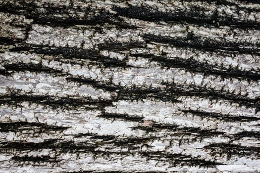 Bark of Old Wood Tree Texture Background Pattern