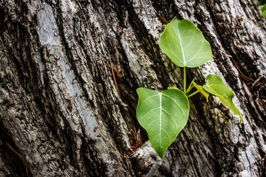 green tree on bark wood background