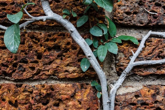 Vine growing on a rock wall