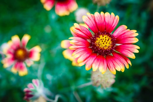 beauty  flower on green background, flower garden