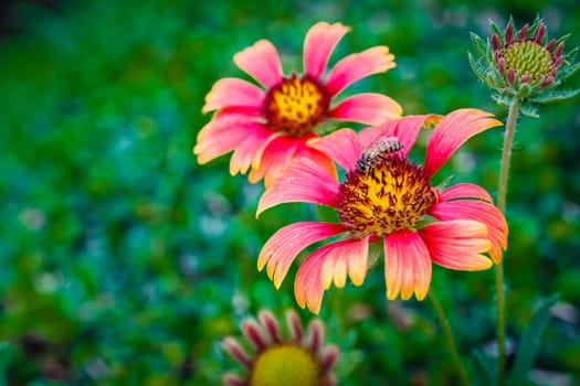 bee on the flower, collecting nectar