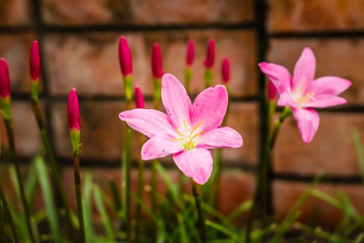pink flower wigh brown blick wall , background