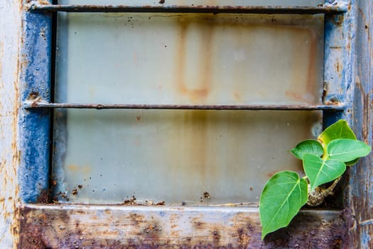 green tree on old steel wall