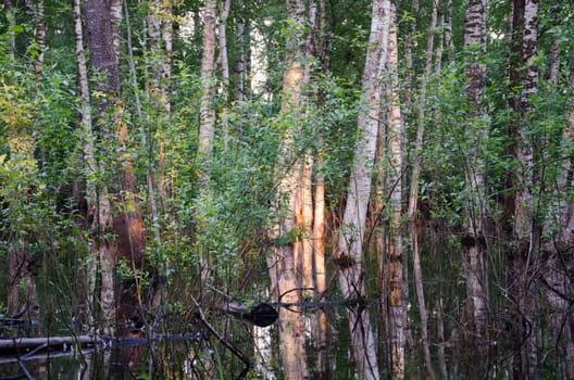 Inundation birch tree trunks underwater and beautiful evening sunset reflections on water in forest.