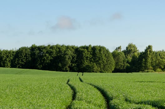 picturesque rural landscape with rye dirt road leading toward the horizon