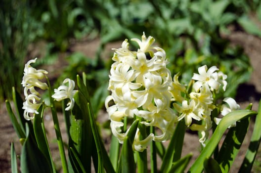 close up of small white spring flowers hyacinths in the garden