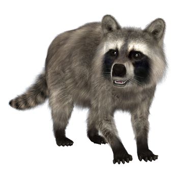 3D digital render of an amzing animal raccoon isolated on white background