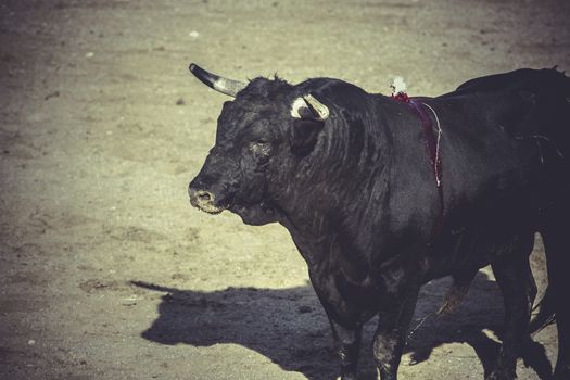horn, bullfight, traditional Spanish party where a matador fighting a bull
