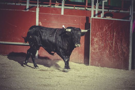 toreador, bullfight, traditional Spanish party where a matador fighting a bull