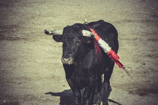 torero, bullfight, traditional Spanish party where a matador fighting a bull