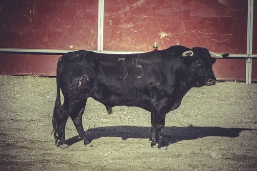 strong bullfight, traditional Spanish party where a matador fighting a bull