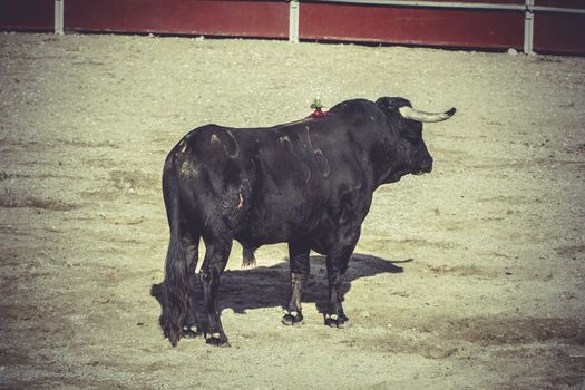 plaza bullfight, traditional Spanish party where a matador fighting a bull