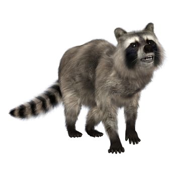 3D digital render of an amazing animal raccoon isolated on white background