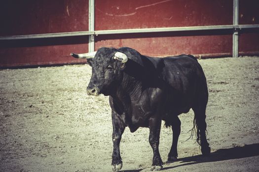 typical bullfight, traditional Spanish party where a matador fighting a bull