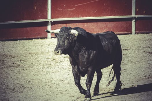 bullfight, traditional Spanish party where a matador fighting a bull