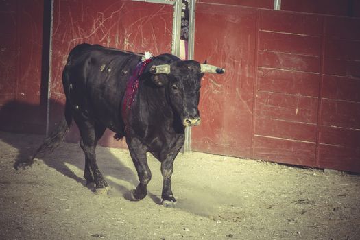 bullfight, traditional Spanish party where a matador fighting a bull