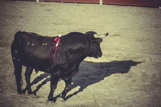 bullfight, traditional Spanish party where a matador fighting a bull