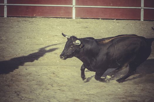 corrida bullfight, traditional Spanish party where a matador fighting a bull