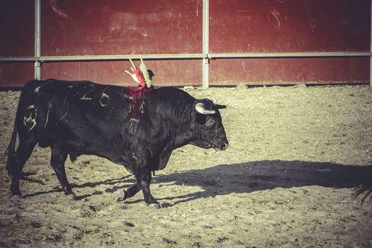 bullfight, traditional Spanish party where a matador fighting a bull