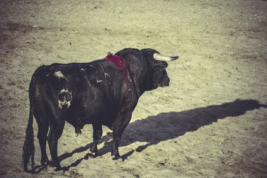 bullfight, traditional Spanish party where a matador fighting a bull