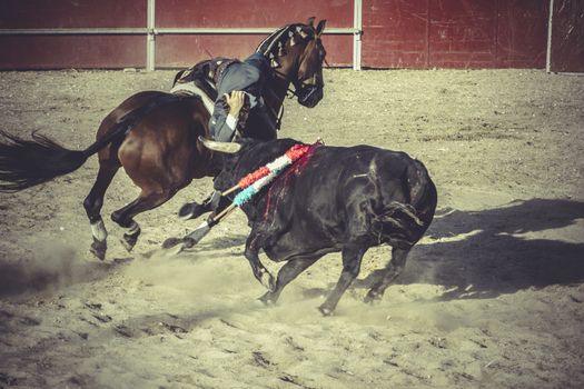 blood bullfight, traditional Spanish party where a matador fighting a bull