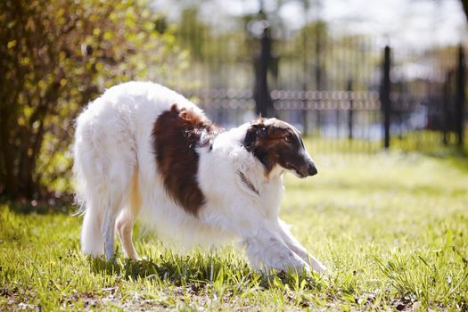 Hunting dog. Borzoi. White dog with spots. Dog for hunting.