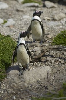 African Penguins (Spheniscus demersus) at Bettys Bay Penguin Colony in the Western Cape of South Africa