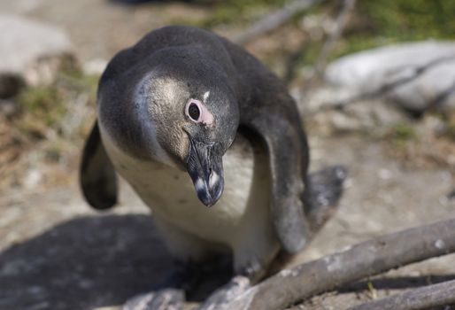 Inquisitive young African Penguin (Spheniscus demersus) at Bettys Bay Penguin Colony in the Western Cape of South Africa