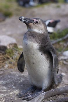 Young African Penguin (Spheniscus demersus) at Bettys Bay Penguin Colony in the Western Cape of South Africa