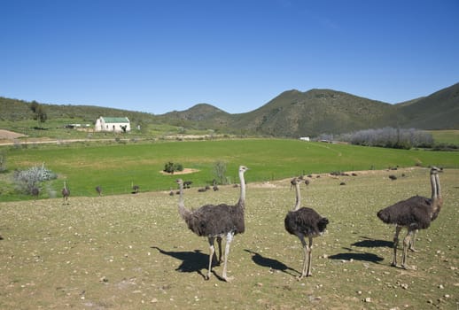 Ostrich farm in the Oudtshoorn region of the Western Cape in South Africa