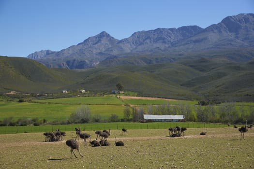 Ostrich farm in the Oudtshoorn region of the Western Cape in South Africa