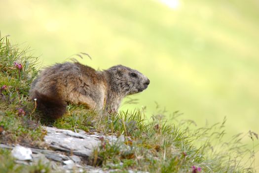 Marmot on an alpine field